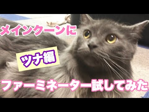 【ファーミネーター】メインクーンに試してみた。ツナ編（後編）No.119