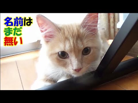 生後４ヶ月のラガマフィンの男の子 - 名前はまだ無い
