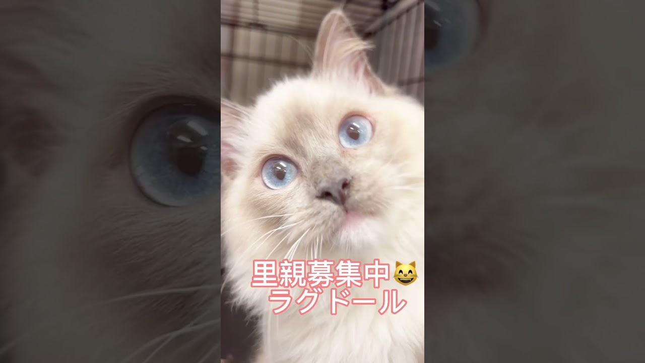 #里親募集中 #ラグドール子猫 #子猫