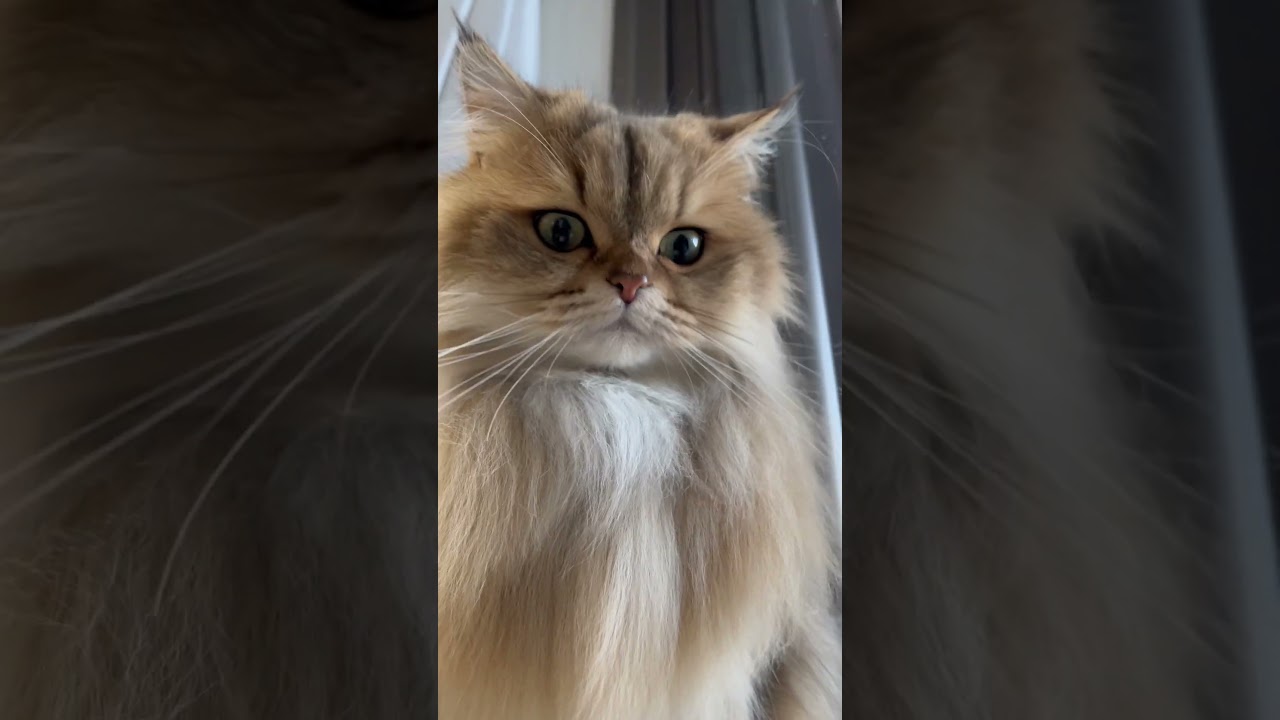 【綺麗な猫】かわいいペルシャ猫