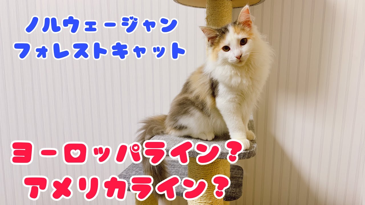 アメリカラインとヨーロッパラインの簡単な説明【ノルウェージャンフォレストキャットと三毛猫】