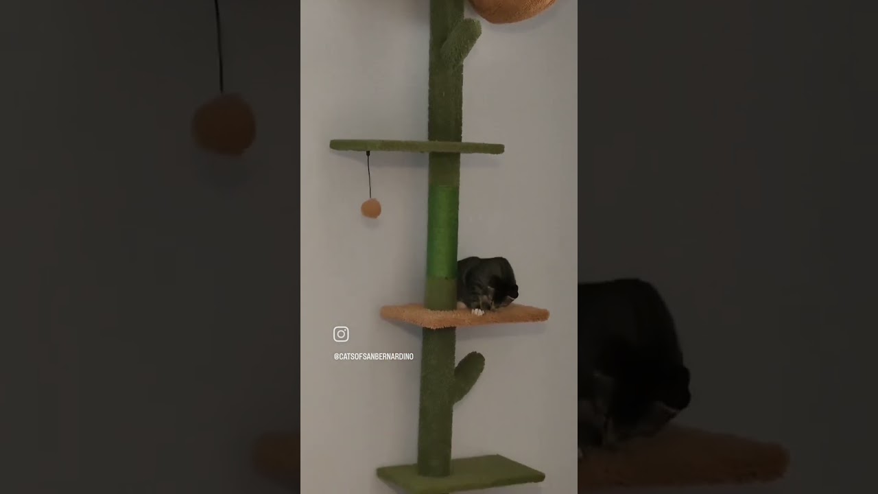 Hades has Manx Syndrome