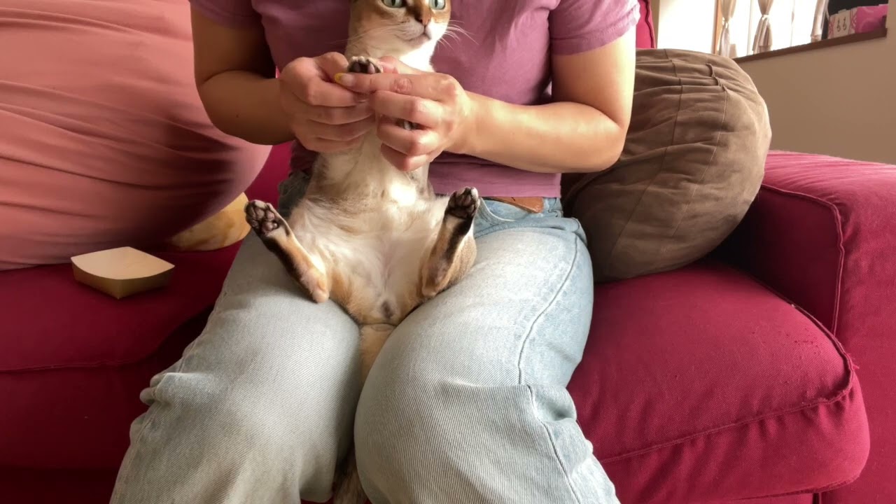 シンガプーラ ももの爪を切るよ。