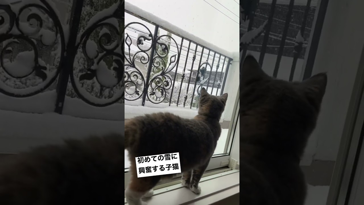クリスマスに初めて見る雪にテンションが上がる子猫🐈　#セルカークレックス  #短毛  #雪 #shorts