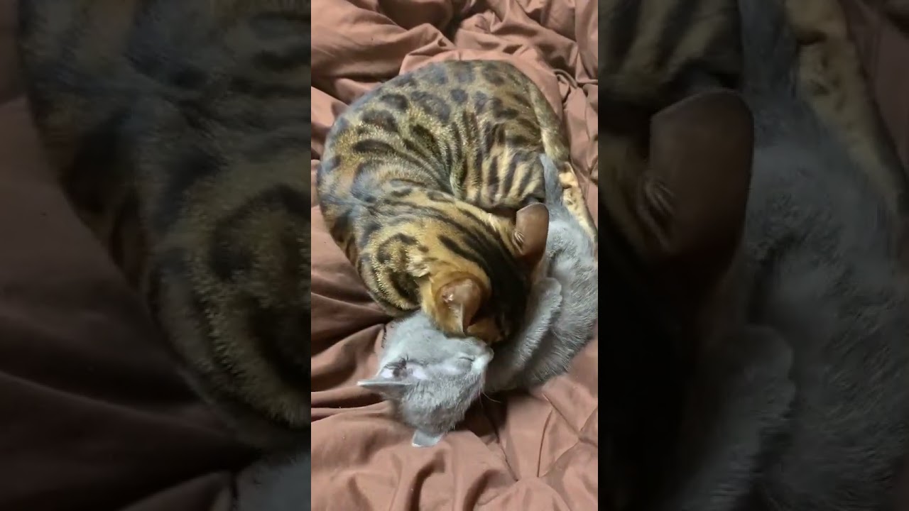 ベンガル×ロシアンブルー　最近仲間が増えました。