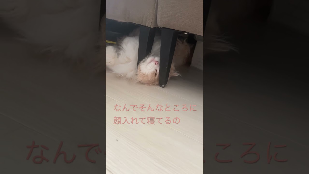 #Shorts【猫サイベリアン】ソファの脚の間に顔を入れて寝る猫るいくん