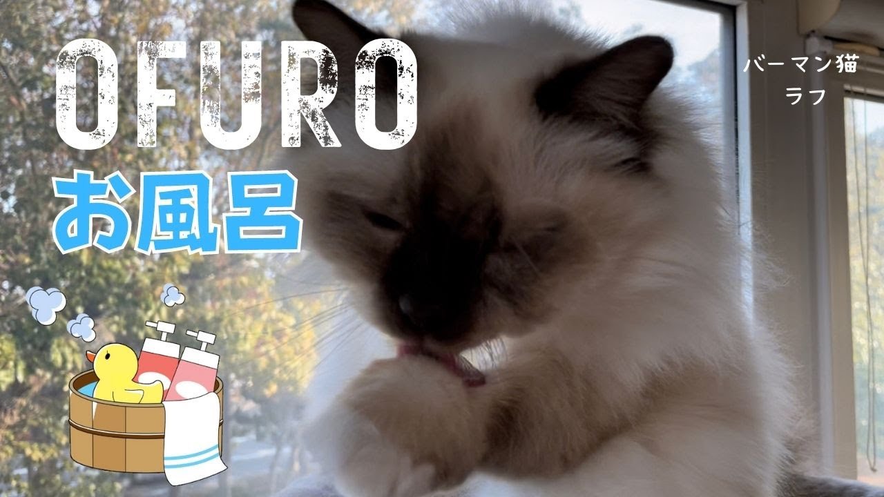 グルーミングの順番【OFURO】お風呂（バーマン猫）Birman/Cat