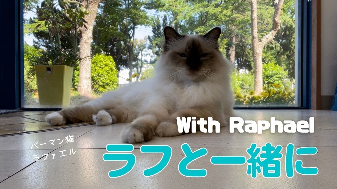 あぁ〜気持ちいいニャ【ラフと一緒に】With Raphael（バーマン猫）Birman/Cat
