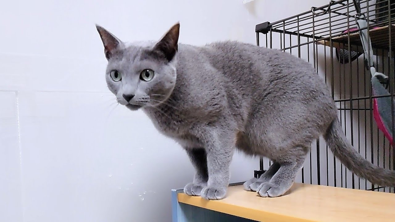 【猫動画】嫁の気を引こうと頑張るロシアンブルー【russianbule】Russian Blue trying hard to get his wife's attention