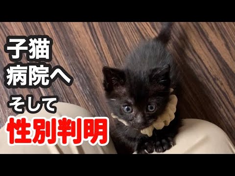 保護した子猫の性別が判明しました。結果はまさかの...【子猫の成長記録13〜14日目】