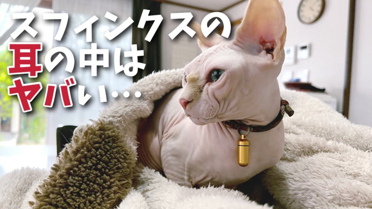 恐ろしい事になっているスフィンクス猫の耳の中を見たことはありますか？