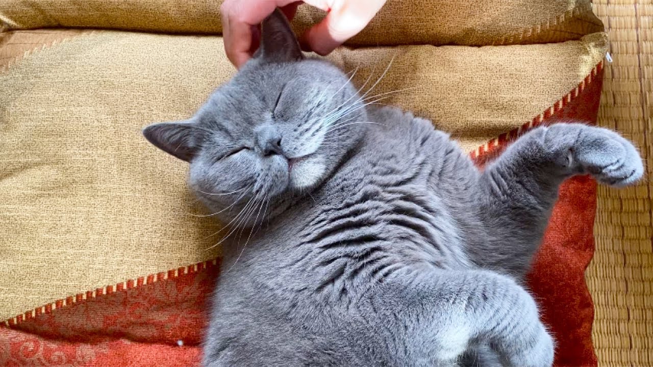 【Brilog 074】日本の座布団の素晴らしさに気づいてしまった猫／ブリティッシュショートヘア