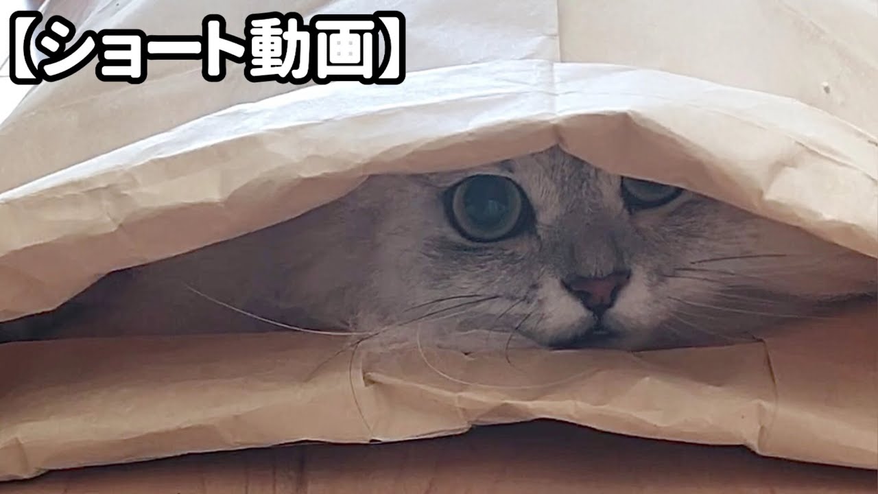紙トンネルでテンションが上がってしまう猫 【サイベリアン】 #Shorts