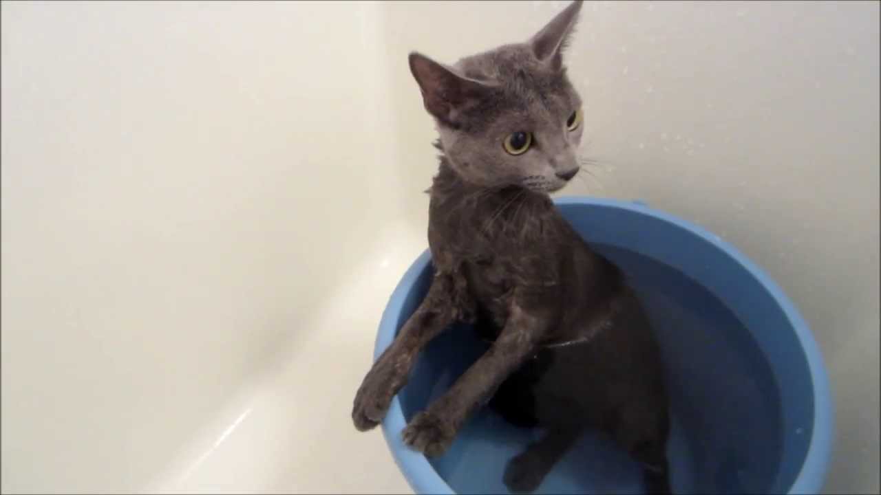 ロシアンブルーのロシ子、シャンプーで鳴く．．．。