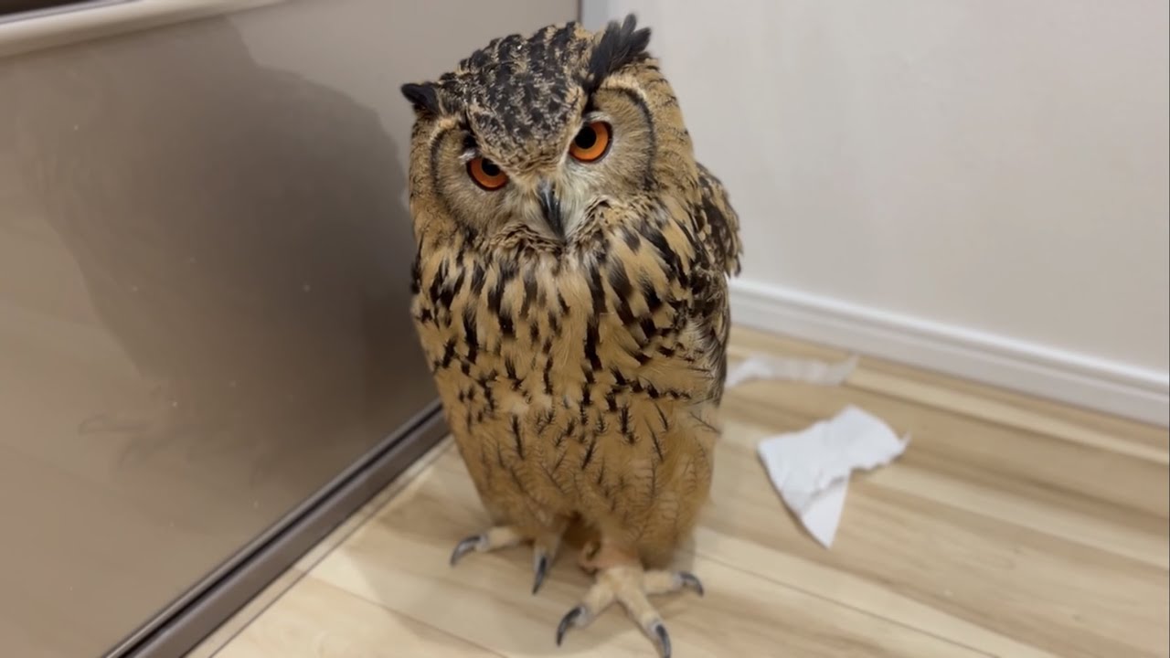#594 このフクロウが犯人です This owl is the culprit. 【ベンガルワシミミズク】