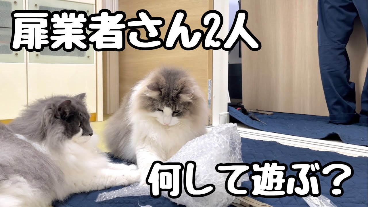 【ノルウェージャンフォレストキャットはお客さん大好き】２週間ぶりドア業者さん再来につきまとい迷惑をかける猫たち💦