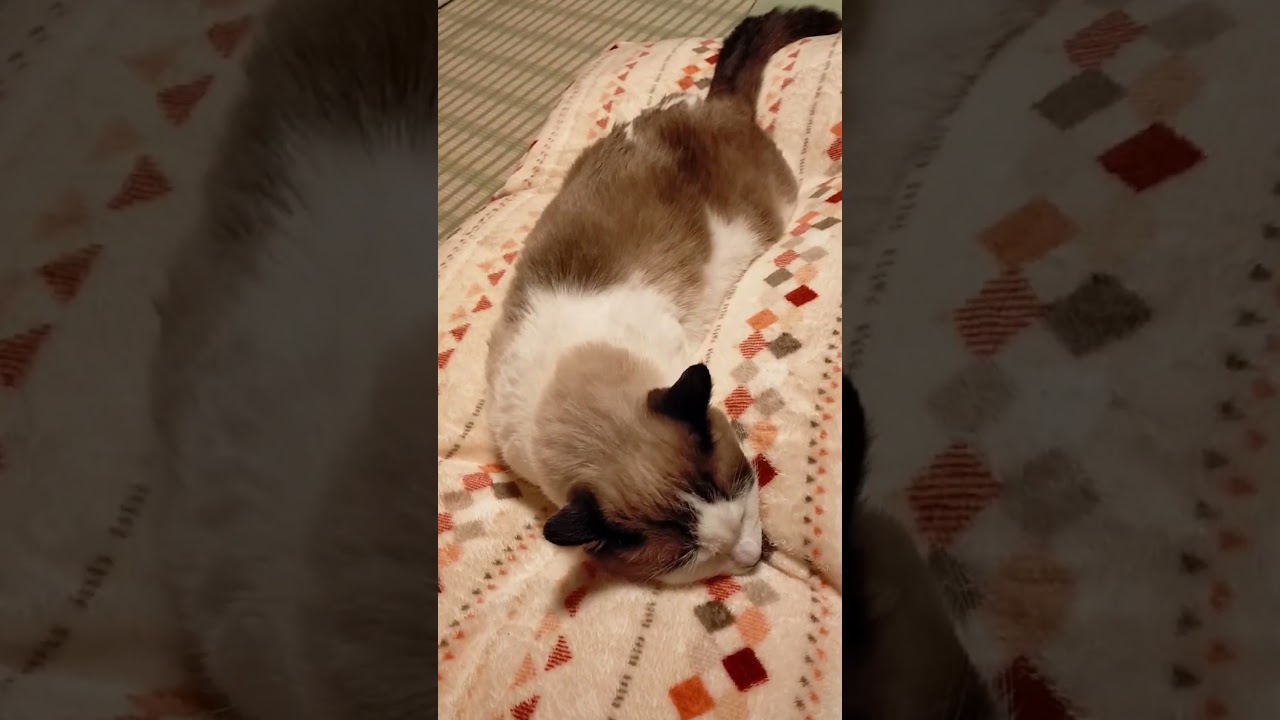 うちのツチノコがごめん寝してる #シャム猫  #シャムミックス #shorts