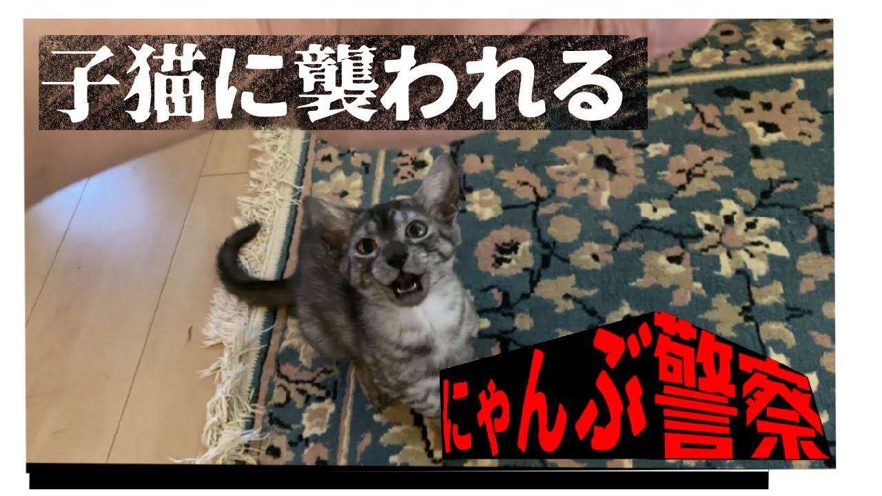 猛獣と化す仔猫【ボ～ッと見る猫動画エジプシャンマウ】