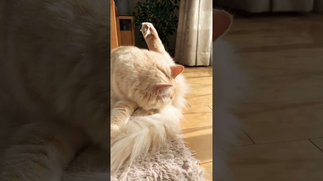 キレイキレイ🧼#スコティッシュフォールド #猫 #癒し動画 #癒し #猫動画 #cat