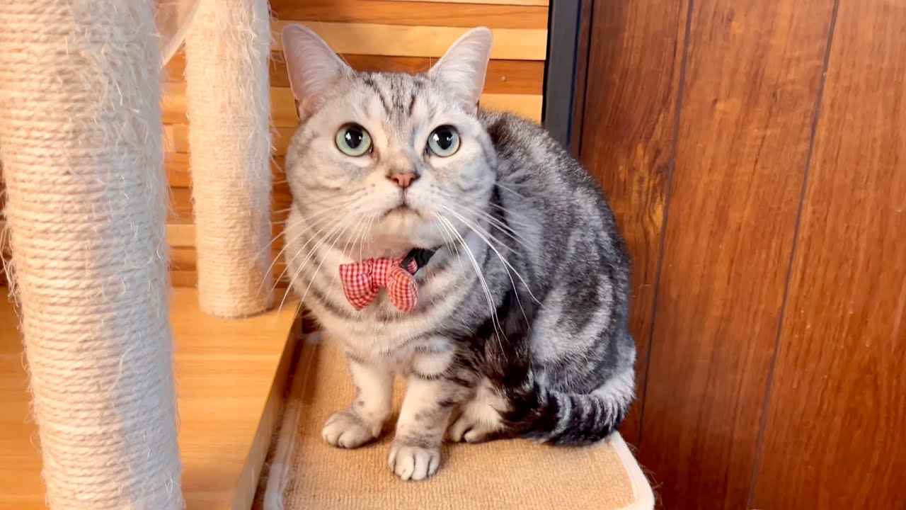 今年もよろしくね😽🍷💓✨