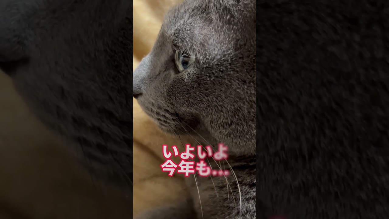 【ロシアンブルー】めろん、いよいよ明日で今年も終わり😌【猫】#shorts