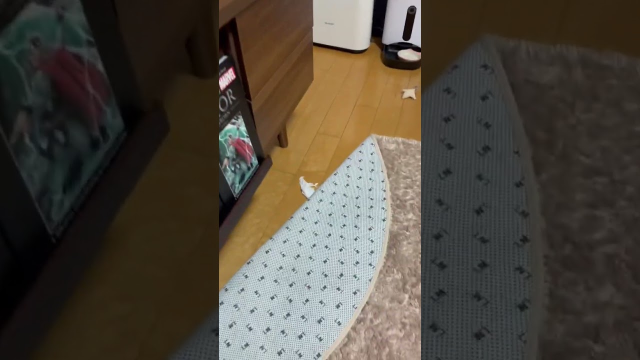 お留守番失敗…？【メインクーン】#shorts