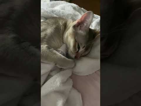 【シンガプーラ】本気のお昼寝可愛いすぎるんだが♥️