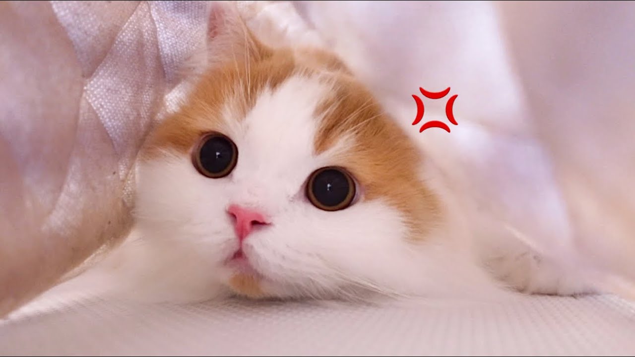 見ないでっ！！！(激おこ猫)