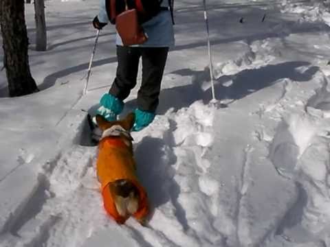 ワンコとスノーシュー♪   (5)    　　 コーギーCorgi