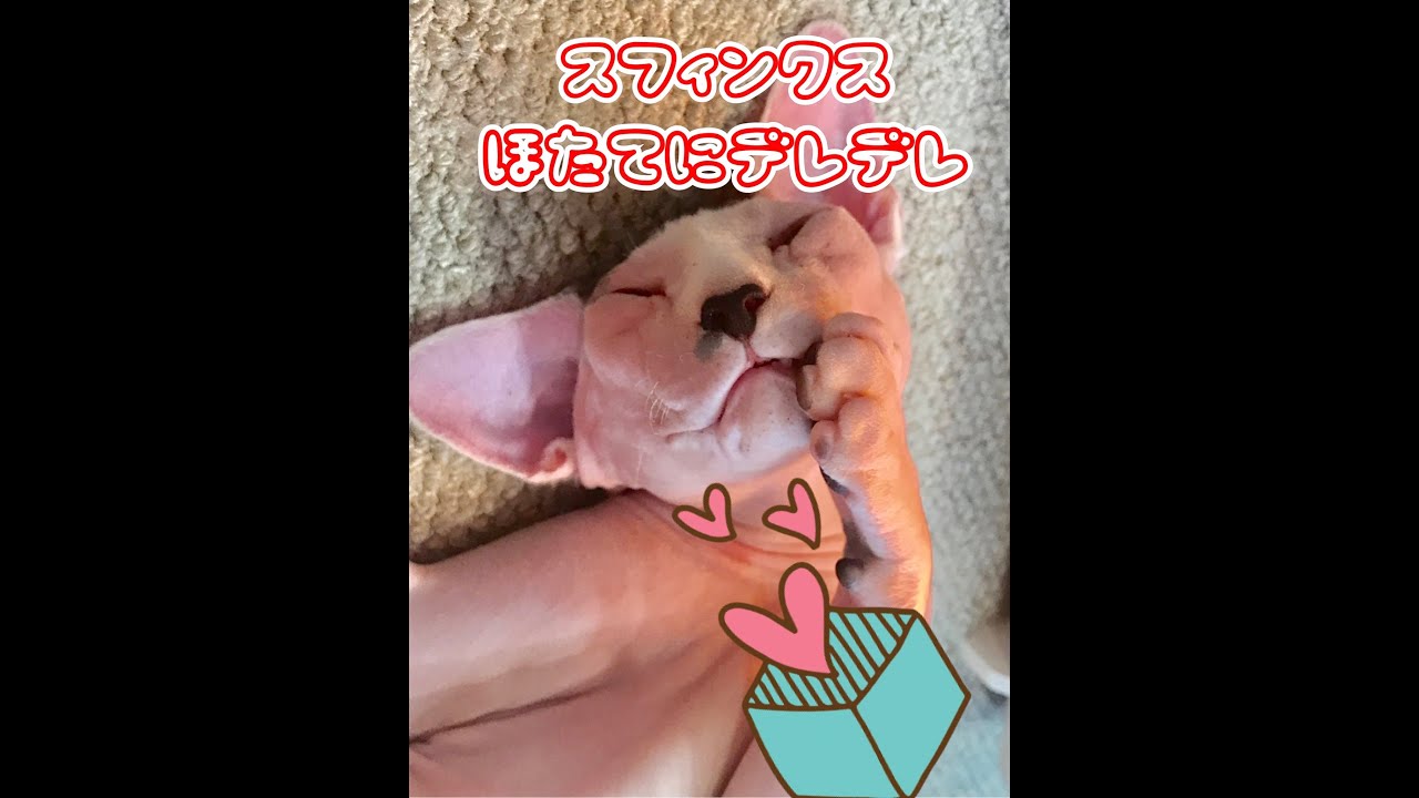 ほたてにデレデレ