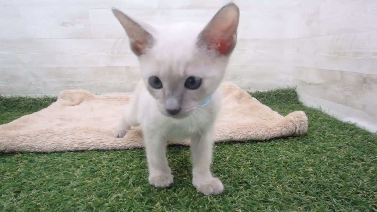 00589525 トンキニーズ