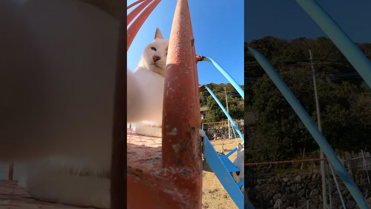 【cat】シャム猫が滑り台の上から猫パンチしてくる