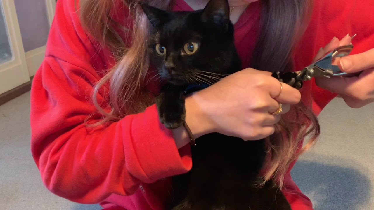 猫ルーシーの爪切り☆黒猫ボンベイ