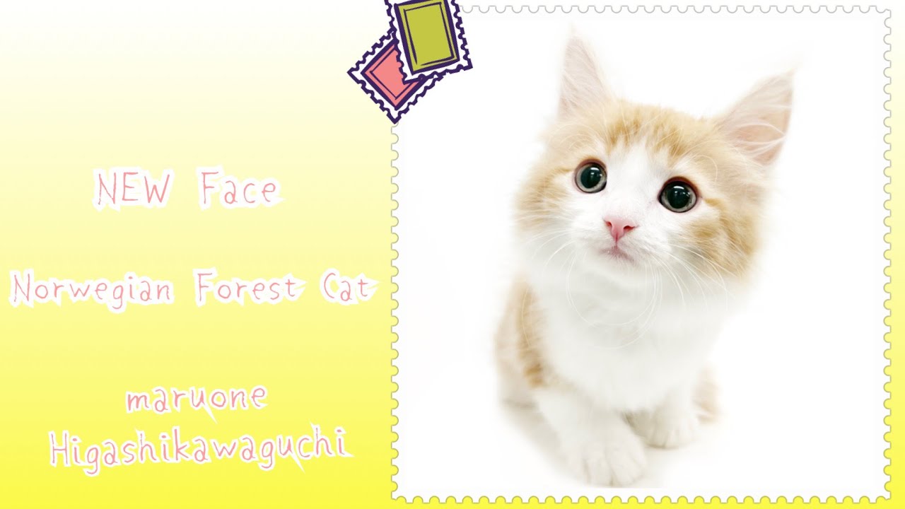 【2022.9.24撮影】ノルウェージャンフォレストキャット　NEW Face！