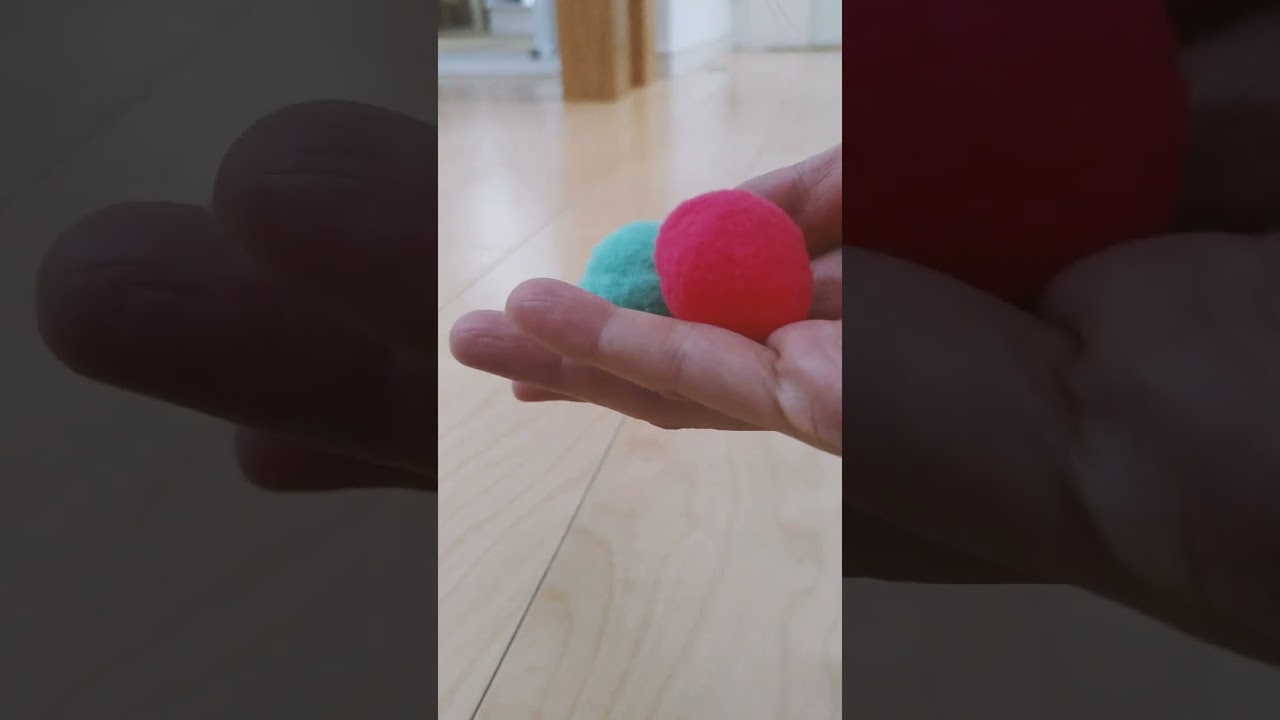 子猫はクリスマスプレゼントのボールを喜んでくれるのか？#シンガプーラ#子猫