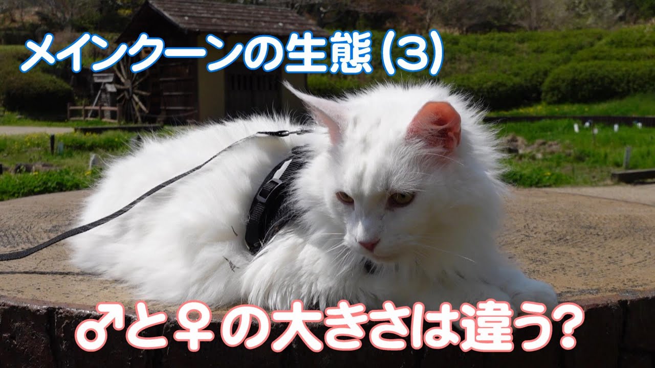【メインクーンの生態3】♂メインクーンと♀メインクーンの大きさ比較