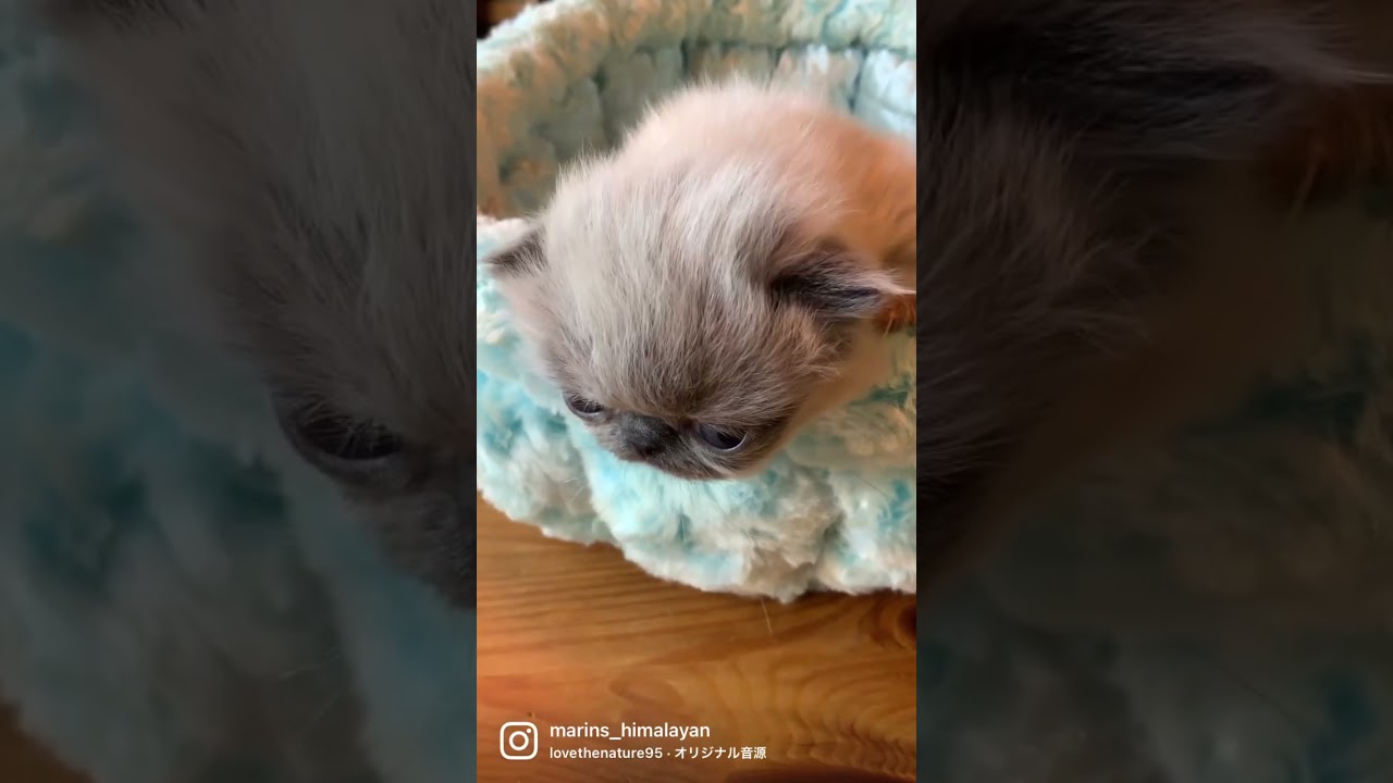 可愛すぎる子にゃん♪　#shorts #エキゾチックショートヘア #ヒマラヤン