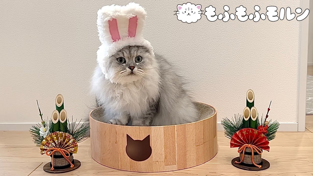 もふもふ猫のお正月2023【サイベリアン】