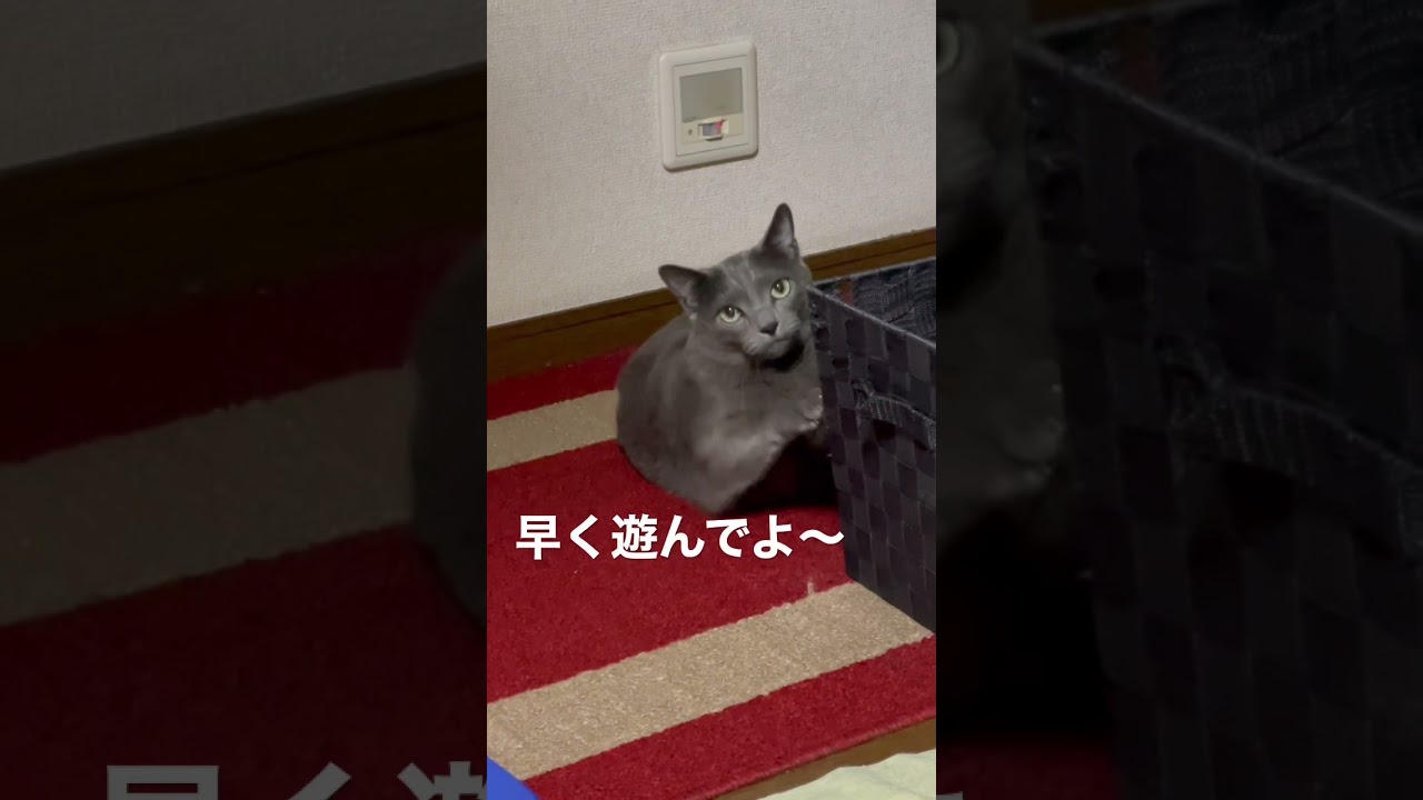 ロシアンブルー