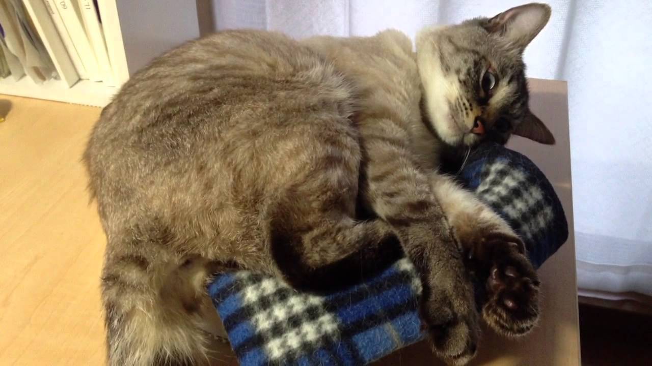 わが家のツナ様 vol.32／【ボブテイル】編　The attractive cat TUNA