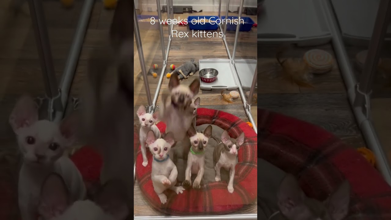 8 weeks old Cornish Rex kittens.  Look like they soon will be jumping out of their kitten Pen 😻