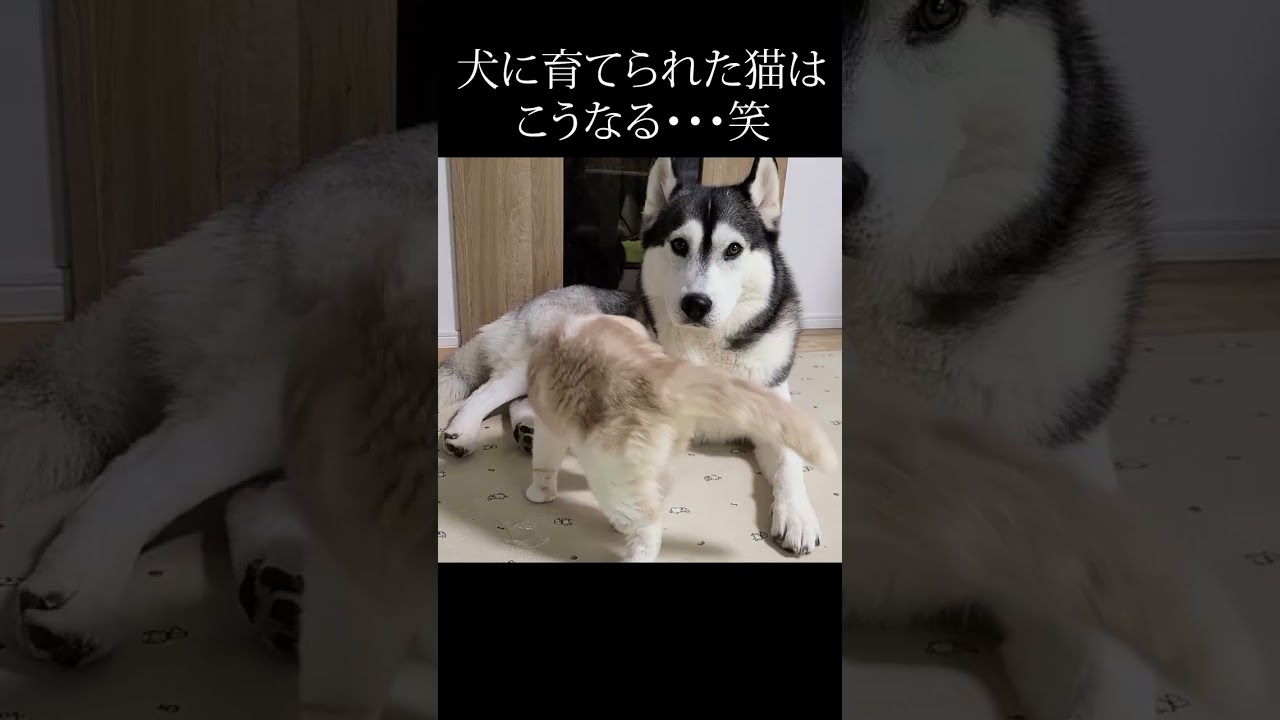 犬を自分の親だと思ってる子猫がこちら...#shorts