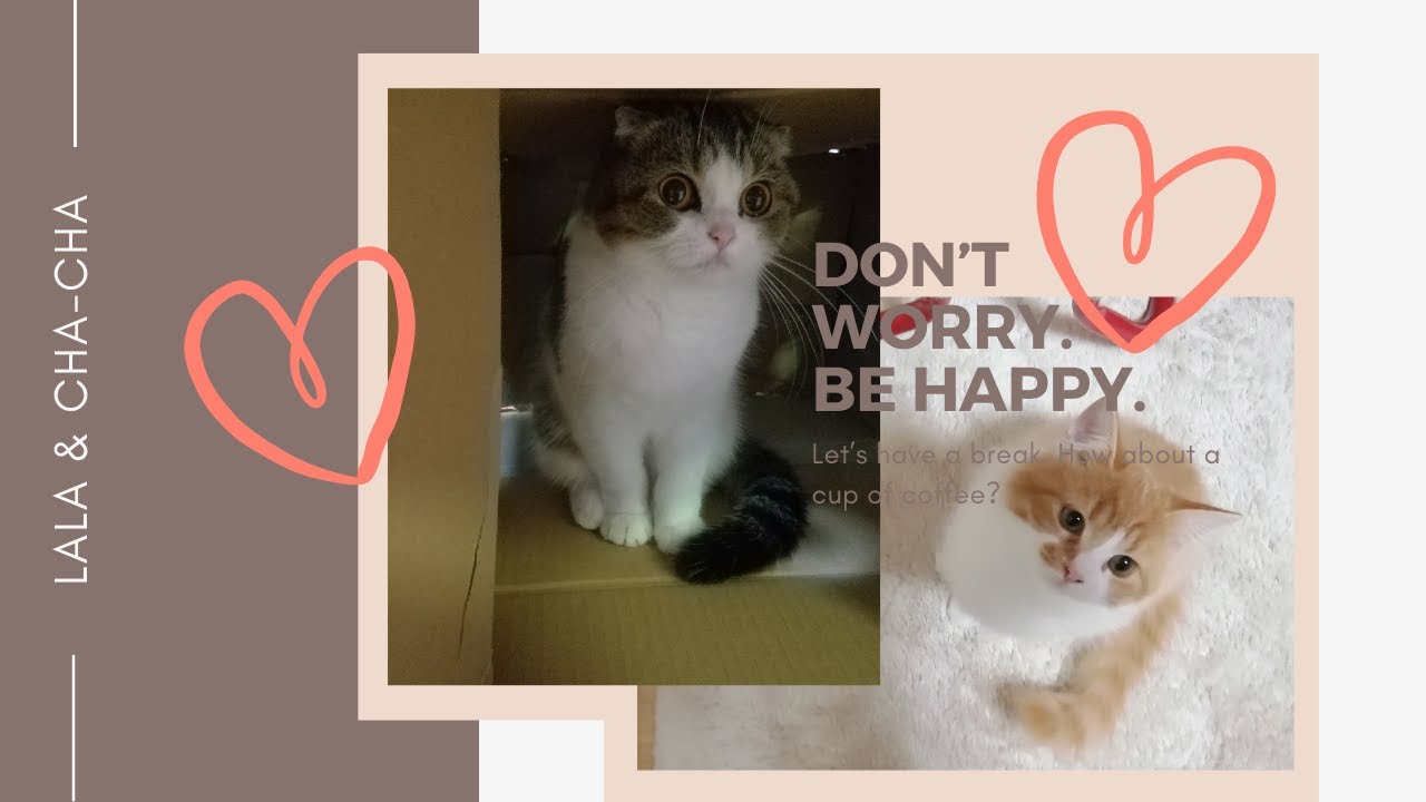 ララと茶々の日常♪【スコティッシュフォールド】