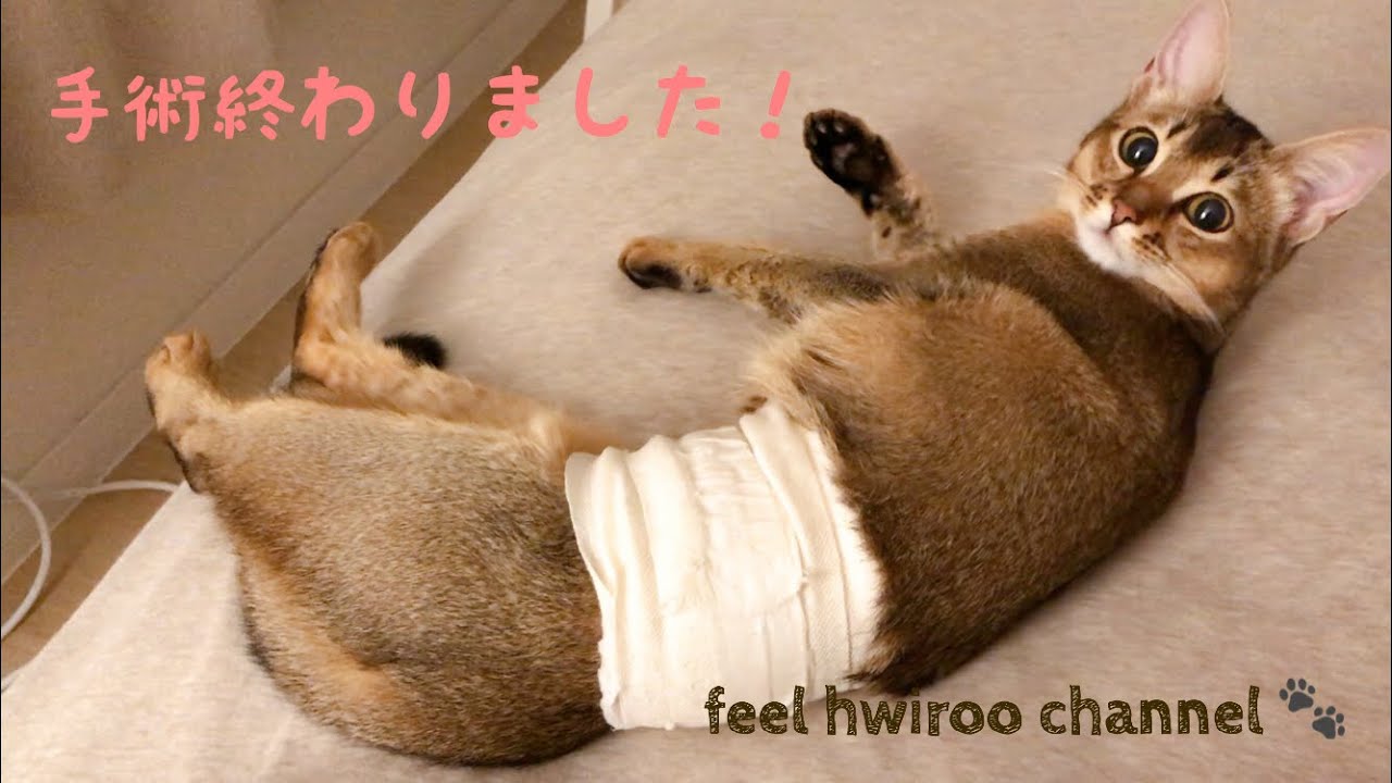 [KOR] 避妊手術当日のふぃる [アビシニアン]