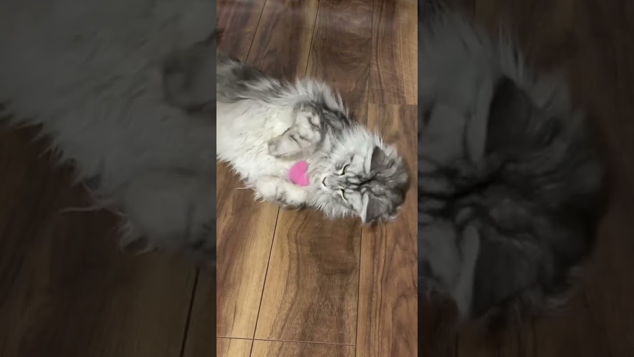 【メインクーン】ハートをギュッと抱きしめるデカ猫がカワイイ💕🐈 #shorts