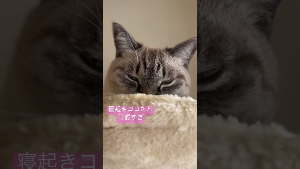 寝起きな猫　目が可愛すぎ　#shorts #シャムトラミックス #猫