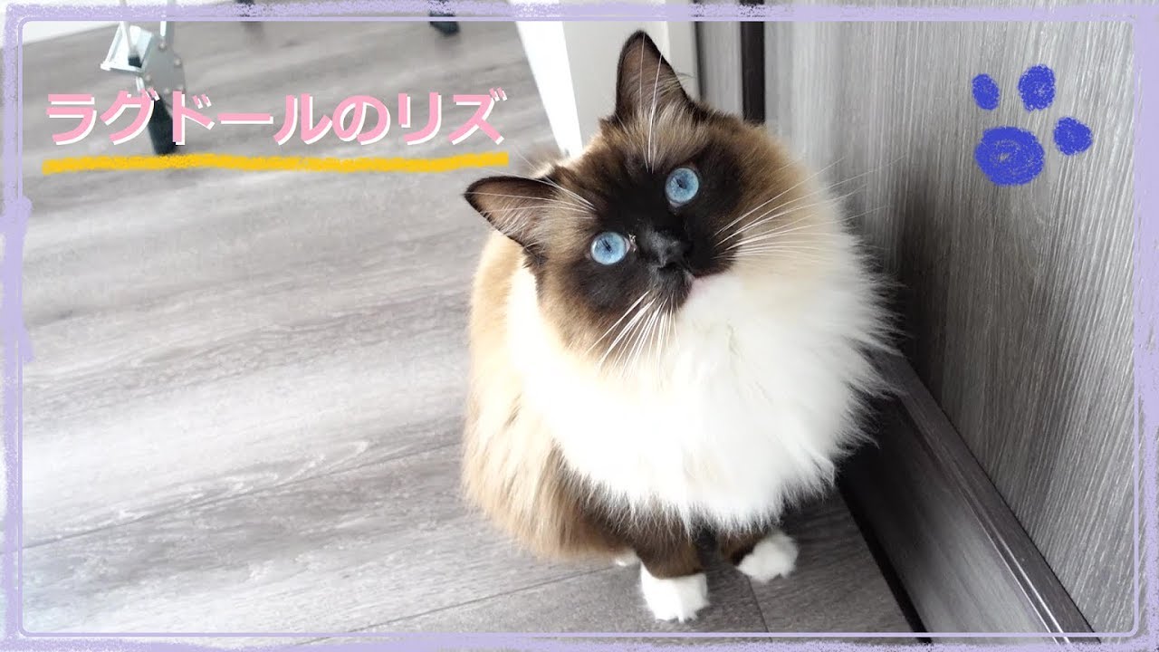 【ラグドール猫のリズ】甘えん坊な鳴き声としぐさにデレデレ