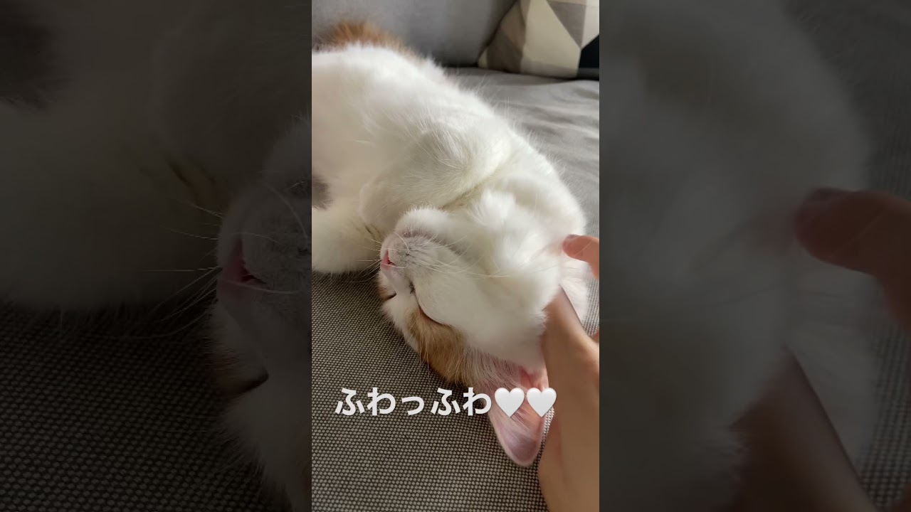 【スコティッシュフォールド】モフモフふわふわな子猫🥰#shorts #kitten #고양이