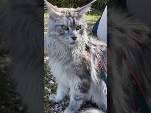 【メインクーン】猫と散歩🐈🌸 #shorts