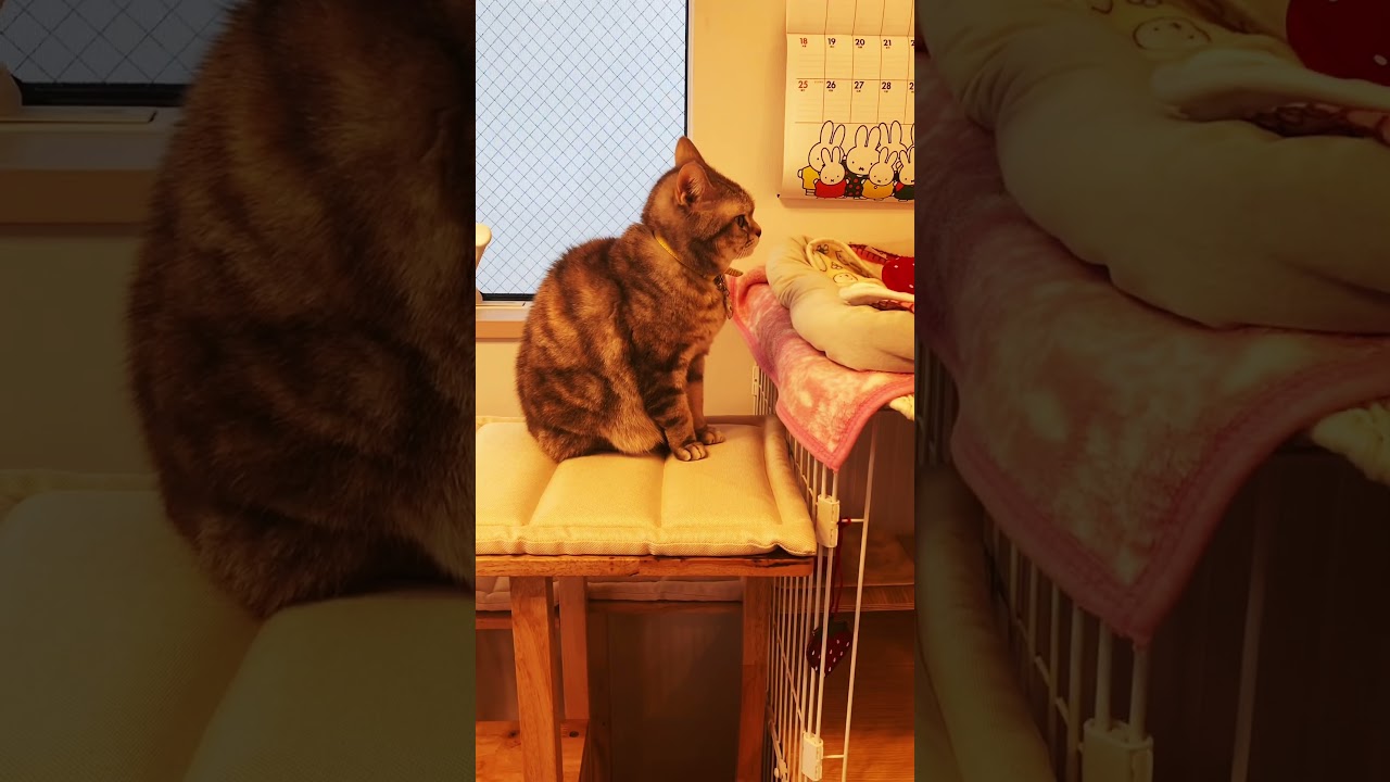 迫り来る猫 #shorts #アメリカンショートヘア #ねこ